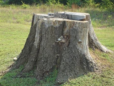 How To Kill Tree Stumps Naturally Removing Tree Stump