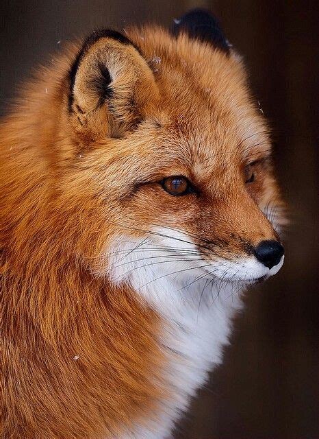 Pin By Angela Rayson On Fabulous Foxes Animals Beautiful Cute