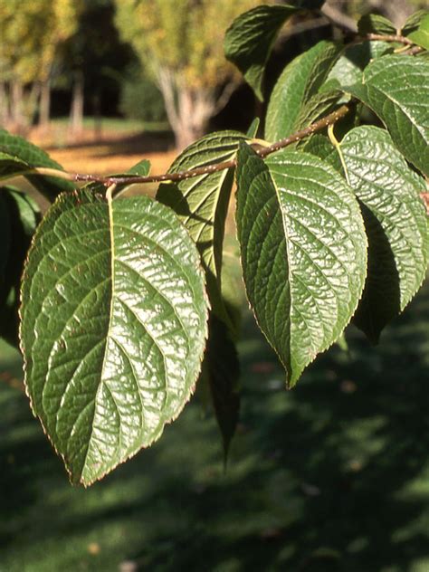 Hardy Rubber Tree J Frank Schmidt And Son Co