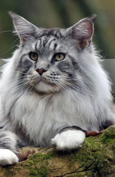 Greebo, our maine coon, is 17 lbs. 1000+ images about Maine coon on Pinterest | Maine coon ...