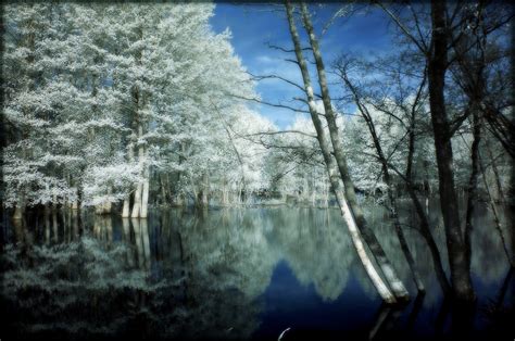 배경 화면 햇빛 경치 숲 호수 자연 반사 눈 겨울 분기 푸른 얼음 아침 안개 서리 동결 적외선