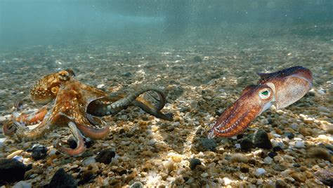 Octopus Vs Squid Do You Know The Difference Iflscience
