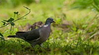 Die Taube Foto & Bild | tiere, wildlife, wild lebende vögel Bilder auf ...