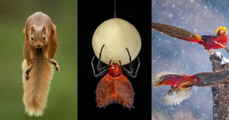 25 Peoples Choice Photos For Wildlife Photographer Of The Year 2021