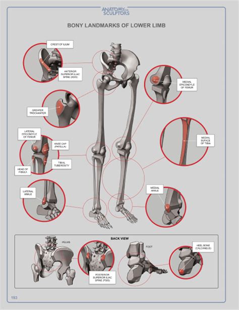 Bony Landmarks Of Lower Limb By Anatomy4sculptors On Deviantart Leg