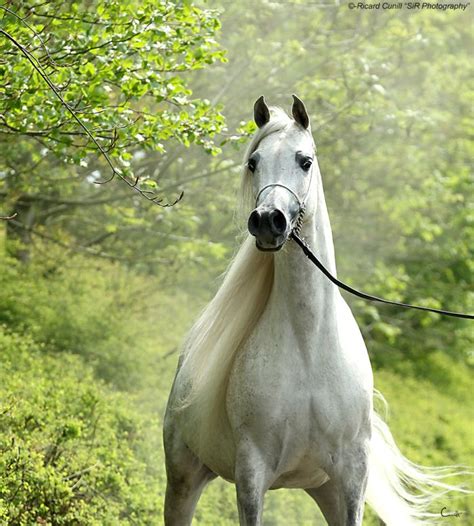 Caballos Árabes Sir Photography Beautiful Arabian Horses Pretty