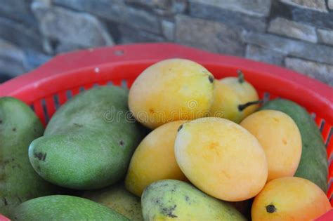 La Fruta Tropical Del Mango Del Ciruelo Producida Por La Mitad El