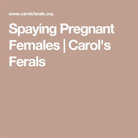 Spaying Pregnant Females Carols Ferals Pregnant Female Spay