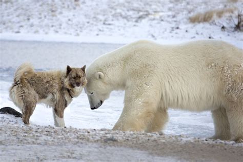 Wildlife Manitoba Canada