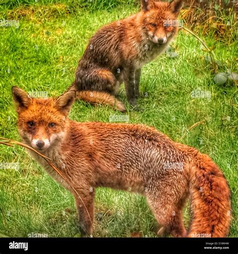 Urban Foxes Stock Photo Alamy