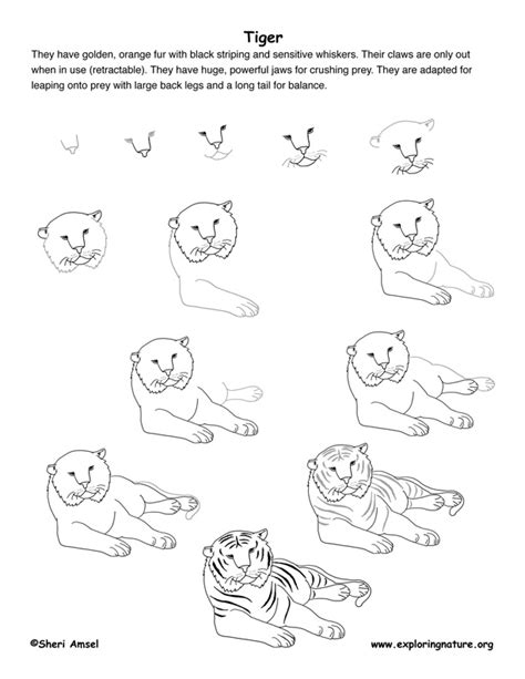 Tiger Drawing Lesson
