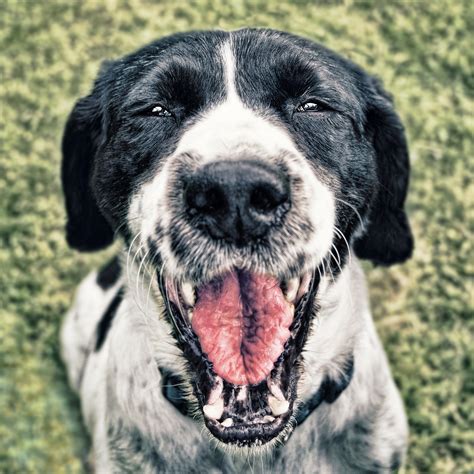 Dog Happy Face Free Photo On Pixabay Pixabay