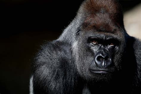 12 Gorilla Wallpapers Photos