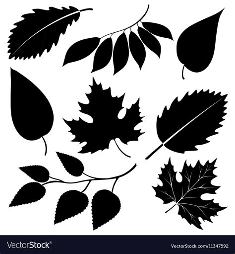 Black Leaves Silhouettes Isolated On White Vector Image