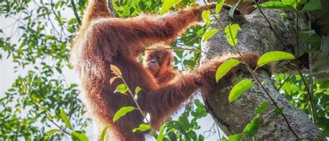 Female Orangutans Are Mummys Girls Bbc Science Focus Magazine
