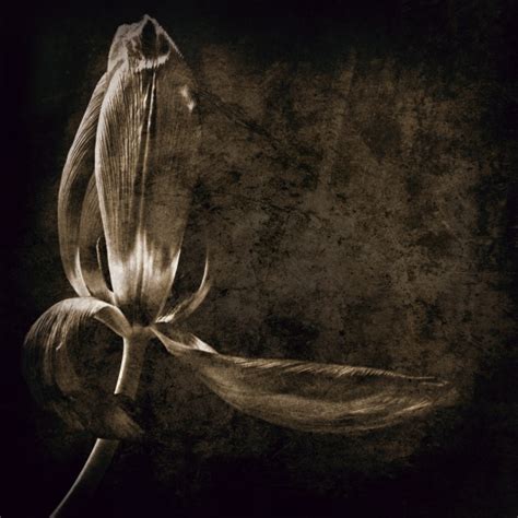 Eroded 3 Fine Art Flower Photographs By Christopher John Ball