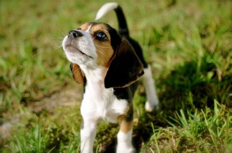 Why You Should Get A Beaglecute And Funny Dog Tribute To All Beagles
