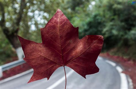 Red Maple Leaf · Free Stock Photo