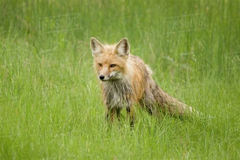 Red Fox Vulpes Vulpes In Prince Albert National Park Saskatchewan