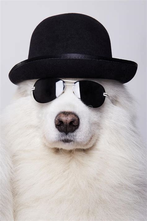 Funny Dog In Hat And Sunglasses Stock Image Image Of Handsome