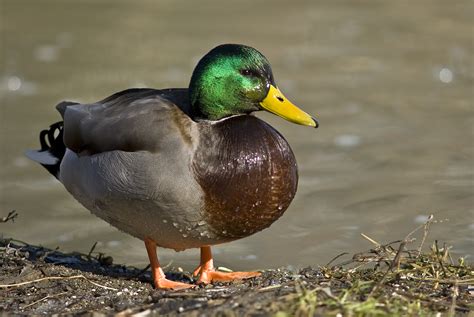 Filemale Mallard Duck 2