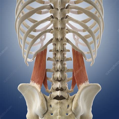 Anatomy Of Back Muscles Diagram
