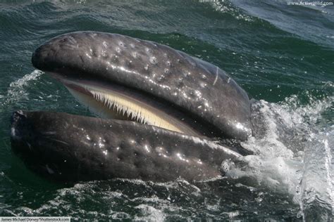 Blubber makes up 27% of a blue whale's body weight, 23% of a fin whale, 21% of a sei whale, 29% of a gray whale, and 36% to 45% of a right whale. Gray Whale Facts, Pictures, Information & Video For Kids & Adults