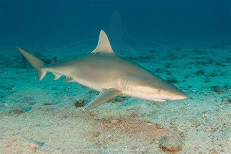 Blacknose Shark Information And Picture Sea Animals