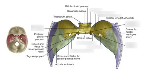 Middle Cranial Fossa Diagram Quizlet
