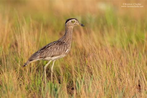 Double Striped Thick Knee Kester Clarke Wildlife Photography