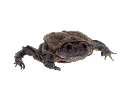 Scrotum Frog Animal Facts Telmatobius Culeus A Z Animals