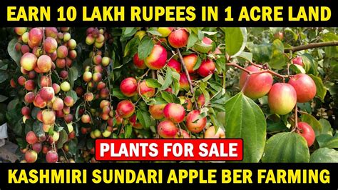 Apple Ber Farming Kashmiri Sundari Apple Ber Plant Eart Plant Nursery Apple Ber Ki Kheti