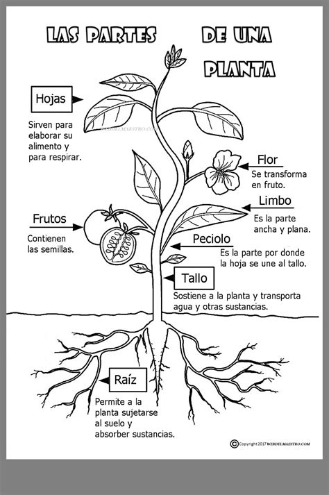 Partes De La Planta Interactive Worksheet For Primero