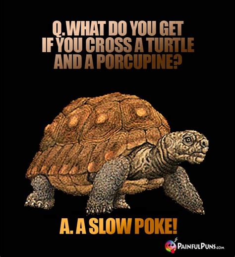 Turtle Jokes Tortoise Puns Terrapin Humor 2