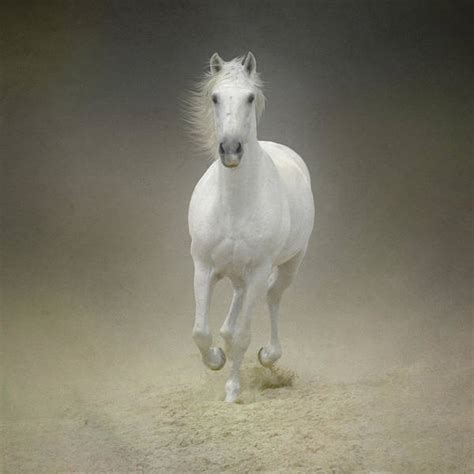White Horse Galloping Art Print By Christiana Stawski