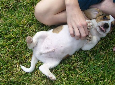 Mi Perro Tiene La Panza Hinchada Qu Hago Redcanina Es