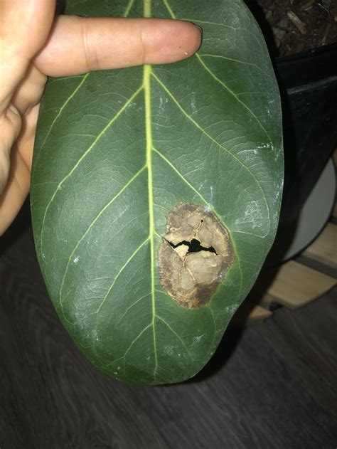 Whats Happening To My Ficus Audrey Many Leaves Are Getting These