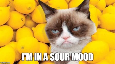 Grumpy Cat Lemons Imgflip