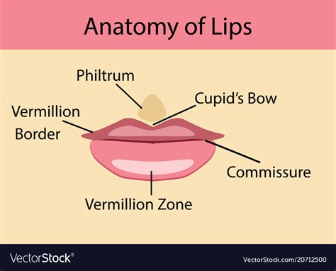 Anatomy Of Lips Royalty Free Vector Image Vectorstock