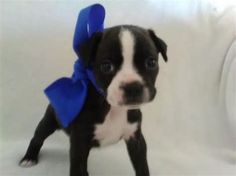 The perfect puppy plainville ma. Boston Terrier Puppies For Sale | San Antonio, TX #278205