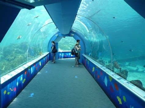 Top 10 Must See Aquariums The Advertiser