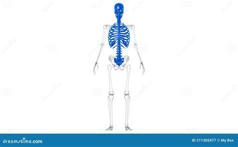 Human Skeleton Axial Skeleton Anatomy 3d Stock Illustration