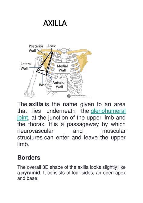 Axilla Anatomy Of Upper Limbs Axilla The Axilla Is The Name Given To
