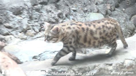 Philadelphia Zoo Black Footed Cat Prowling Rapidly Youtube