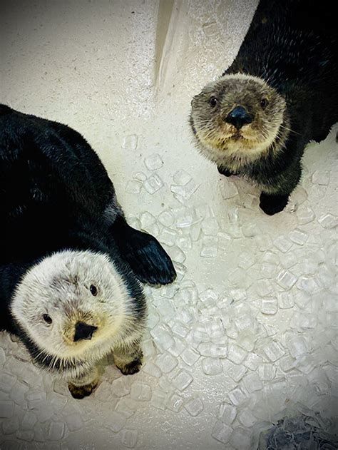 Sea Otters Look So Hopeful Human Will Suddenly Present Treats — The
