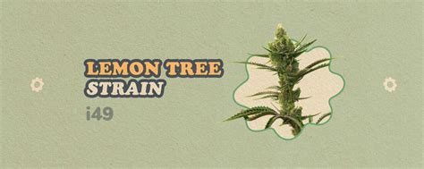 Lemon Tree Strain Lemon Tree Strain Info And Review I49 Seed Bank