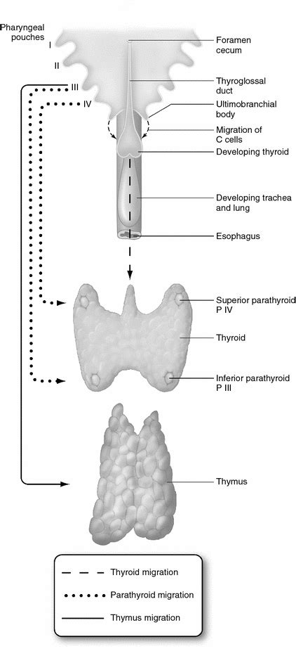 Parathyroid Gland Embryology Anatomy And Physiology Springerlink