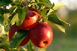 Come e quando potare il melo? Consigli e tecniche