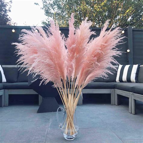 Fluffy Pink Pampas Grass For Home Decor Tall Pampas Reed Etsy New Zealand