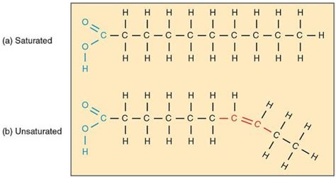 Difference Between Glycerol And Fatty Acids Definition